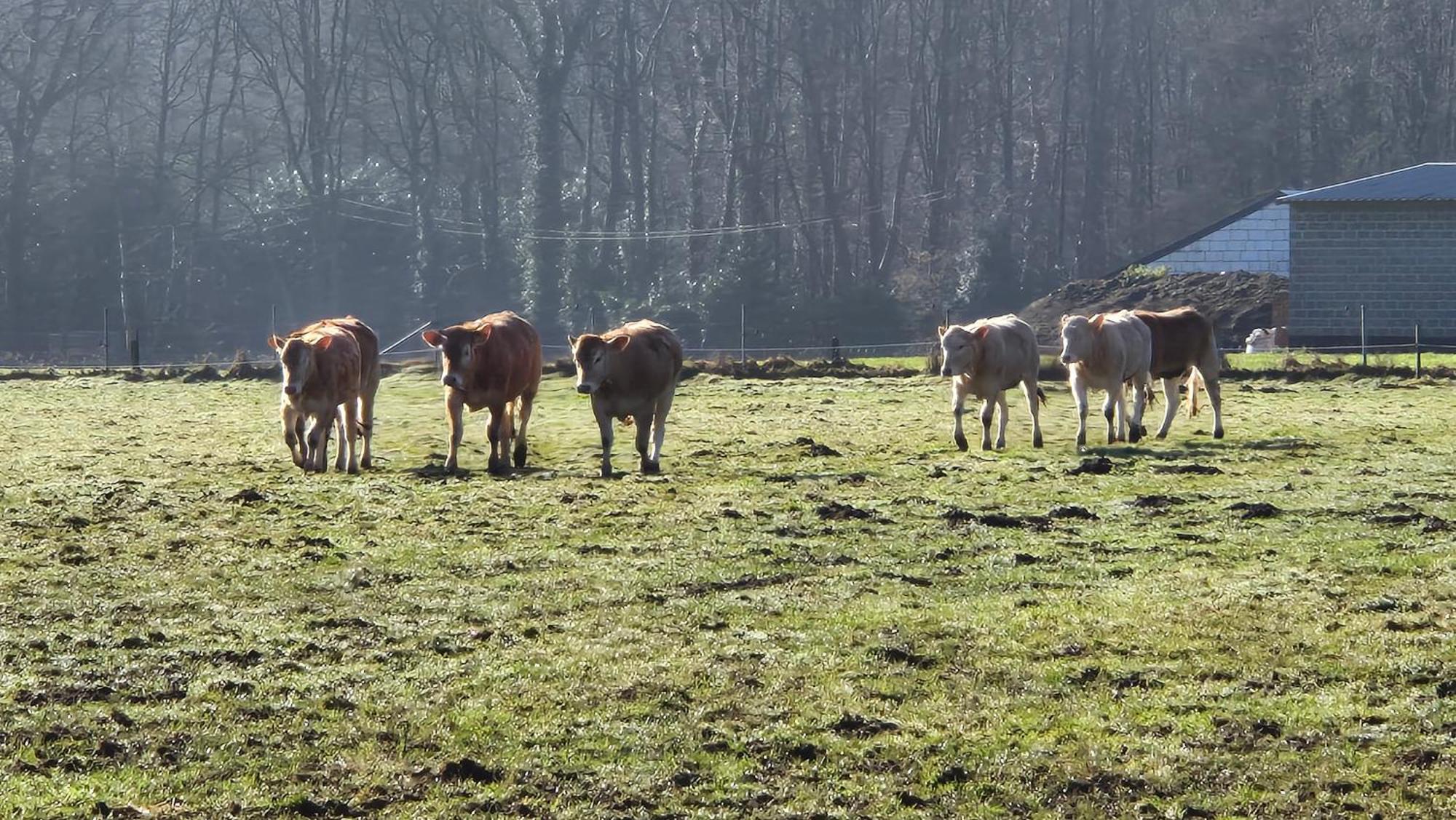 B&B De Dulle Koe Waregem Bagian luar foto